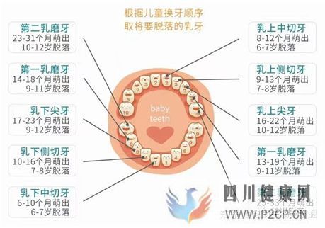 牙齿内心里的宝——牙髓干细胞(图10)
