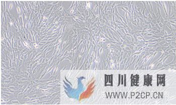 牙齿内心里的宝——牙髓干细胞(图8) 牙齿内心里的宝——牙髓干细胞(图8)