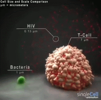 干细胞可以治疗重症新冠肺炎吗？(图1)