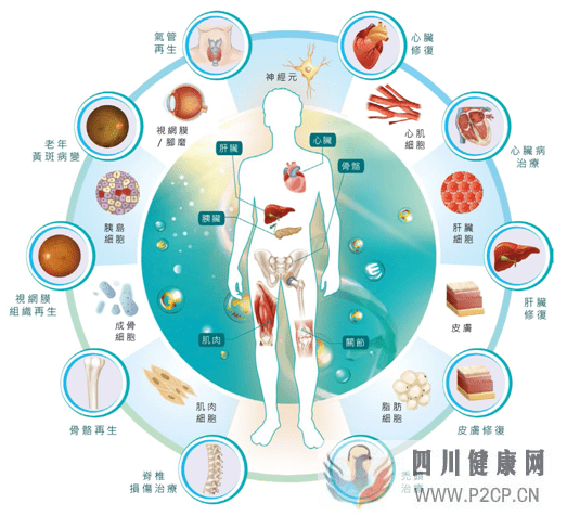 牙齿内心里的的宝——牙髓干细胞(图2)