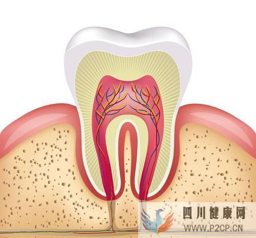 牙髓干细胞在口腔疾病治疗中的应用(图3) 牙髓干细胞在口腔疾病治疗中的应用(图3)