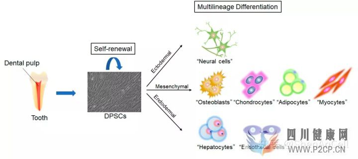 干细胞研究牙髓干细胞的临床潜力和关于神经系统疾...(图1)