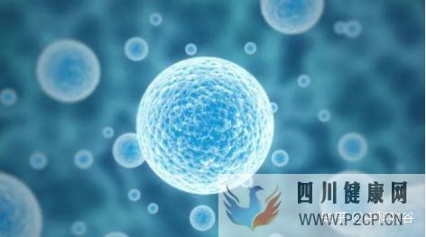 打干细胞有用吗(图2) 打干细胞有用吗(图2)
