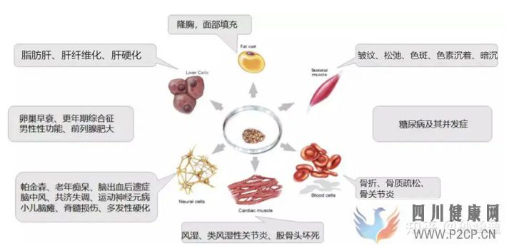 脸上注射干细胞靠谱吗(图3) 脸上注射干细胞靠谱吗(图3)