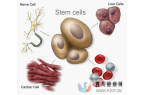 干细胞疗法关于抗衰老效果方面的十问十答(干细胞