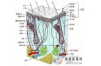 皮肤组织结构表皮层