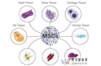 间充质干细胞治疗适应症有哪些