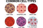 什么是间充质干细胞有什么作用功效