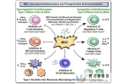 研究称，间充质干细胞调节人体免疫系统，有潜力治