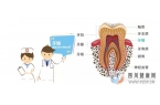 牙髓干细胞应用进展摘取