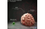 干细胞可以治疗重症新冠肺炎吗？