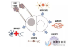 帕金森患者有救了？干细胞移植疗法效果感人，医学